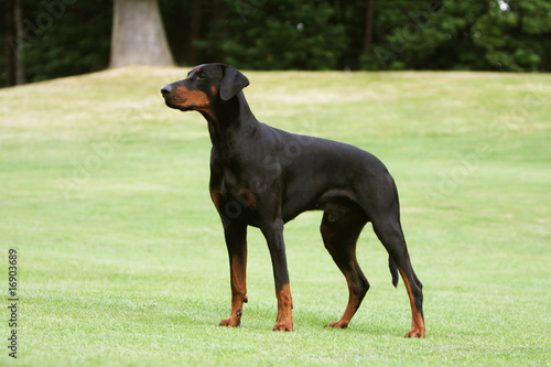 Photo: dobermann adulte noir et feu immobile au milieu du parc dobermann adulte noir et feu immobile au milieu du parc