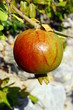 Fruit du grenadier