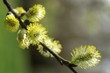 chaton de Saule au printemps