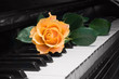 rose on piano key rose on piano key
