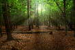 Wald