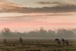 Chevaux en pâture à proximité de Saint-Valéry (Baie de Somme)