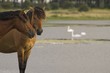 Chevaux Henson (Baie de Somme)