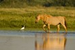 Chevaux Henson en Baie de Somme