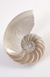 Nautilus_4