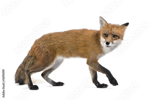 Foto: Red Fox, 4 years old walking against white background Red Fox, 4 years old walking against white background
