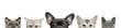 Dog head and cat heads in front of white background