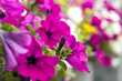 fiori