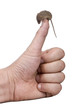 Harvest Mouse, perched on man's thumb, studio shot