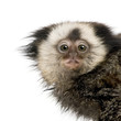 Close-up of young White-headed Marmoset against white background