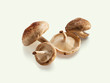 Shiitake Pilz
