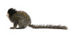 White-headed Marmoset, in front of white background