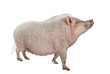 Gottingen minipig standing against white background