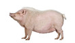 Gottingen minipig standing against white background