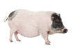 Gottingen minipig standing against white background