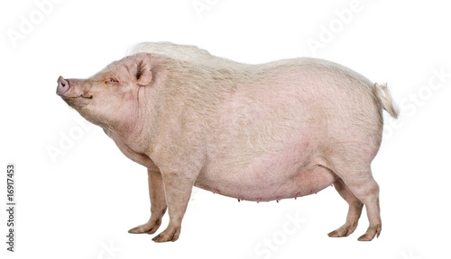 Gottingen+minipig