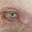 Close-up of Gottingen minipig eye and hair