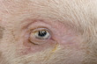 Close-up of Gottingen minipig eye and hair