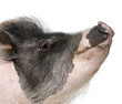 Side view of Gottingen minipig in front of white background