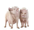 Gottingen minipigs standing against white background