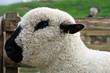 Portrait of a Hampshire Down sheep, with its woolly poll