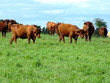 Vallée de la Marone