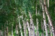 日本の白樺（札幌）
