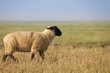 Sortie des moutons de près salés en Baie de Somme