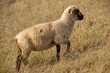 Sortie des moutons de près salés en Baie de Somme
