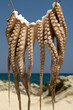 Octopus hanging to dry