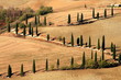 Zypressen, Kurve, Hügellandschaft, Toskana, Val d Orcia, La Foce