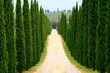 Zentralperspektive, Zypressenallee, Wanderweg, Toskana, Italien