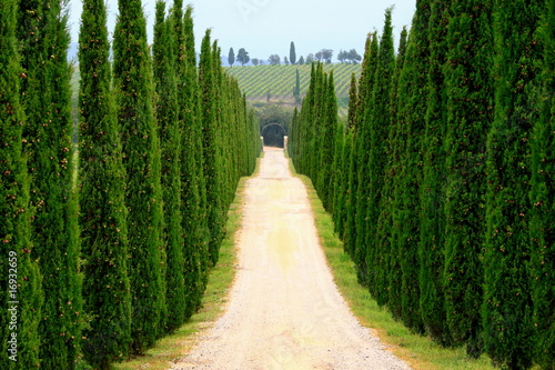 Foto: Zentralperspektive, Zypressenallee, Wanderweg, Toskana, Italien Zentralperspektive, Zypressenallee, Wanderweg, Toskana, Italien