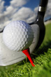 Golf club and ball in grass Golf club and ball in grass