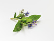 borage, Borretsch