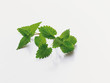 stinging-nettle, Brennnessel