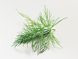 dill, Gurkenkraut