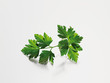 parsley (Petersilie)
