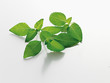 lemon basil (Zitronenbasilikum)