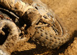 Motocross