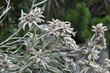 Alpenveilchen