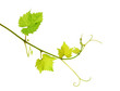 Fresh isolated grapevine shoot Fresh isolated grapevine shoot