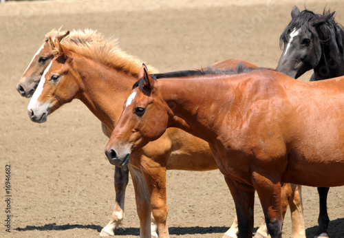 Photo: 4 Horses 4 Horses