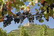 Weinreben vor Burg-1