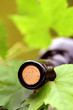 spätsommer wein ernte