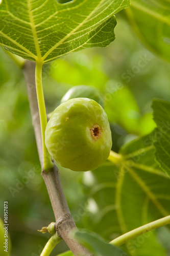 Photo: Fig no tree 4 Fig no tree 4