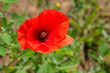 Mohn
