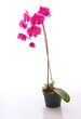Pink Orchid