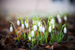 snowdrops