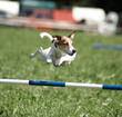 agility jack russell agility jack russell